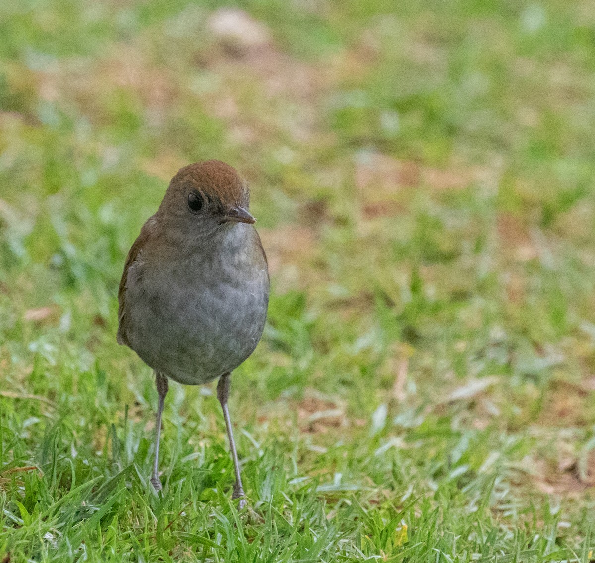 drozd hnědohlavý - ML647213342