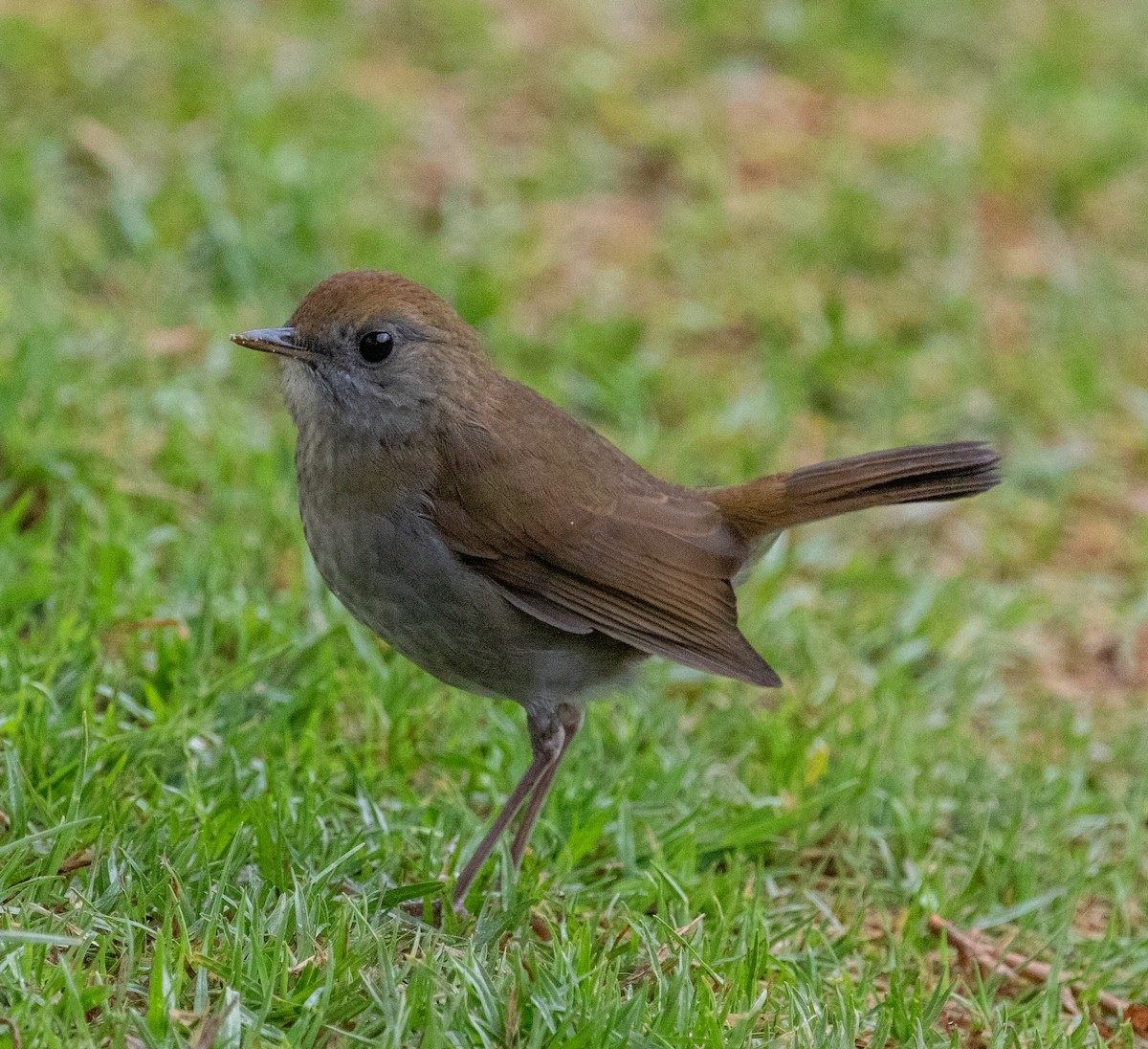 drozd hnědohlavý - ML647213343