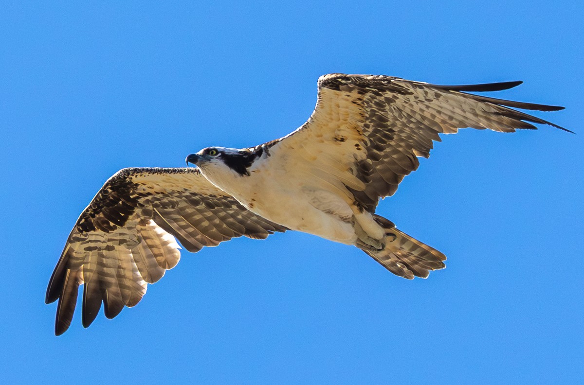 Osprey - ML647213346