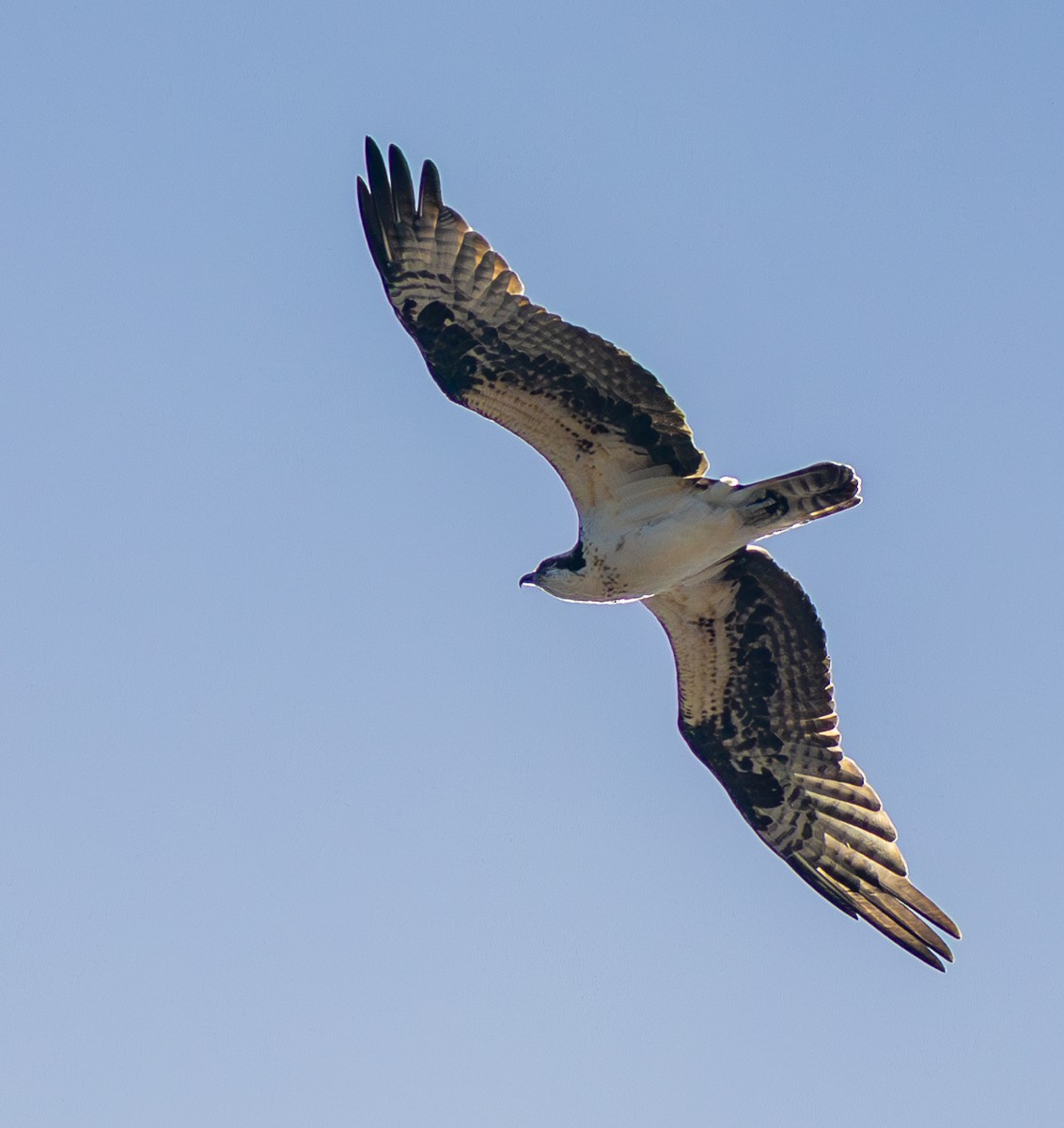 Osprey - ML647213350