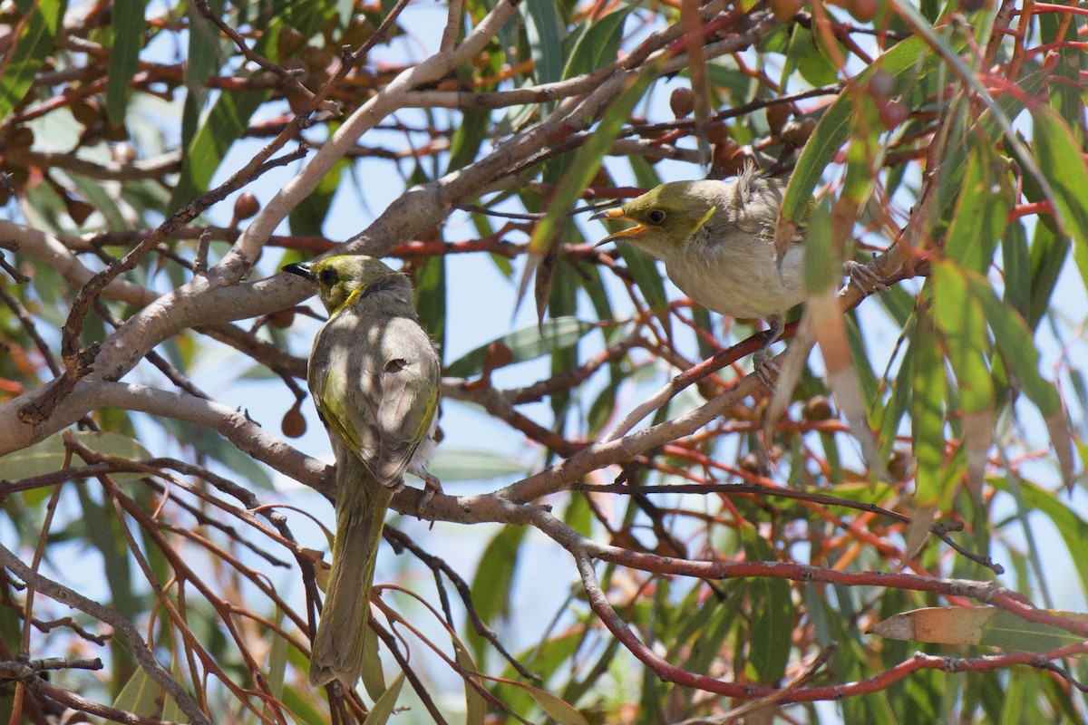 Yellow-plumed Honeyeater - ML647213351