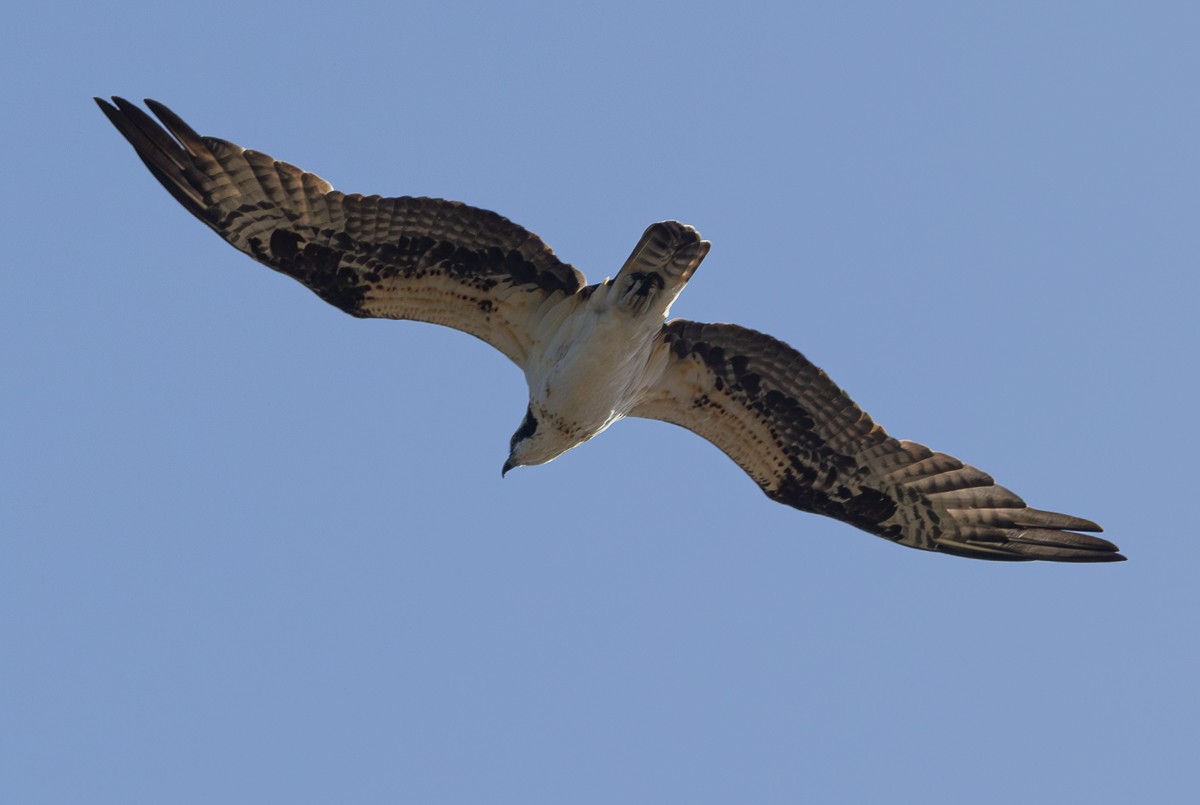 Osprey - ML647213359