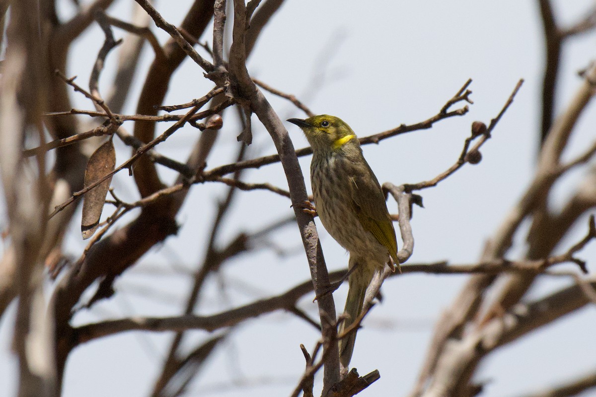 Yellow-plumed Honeyeater - ML647213367
