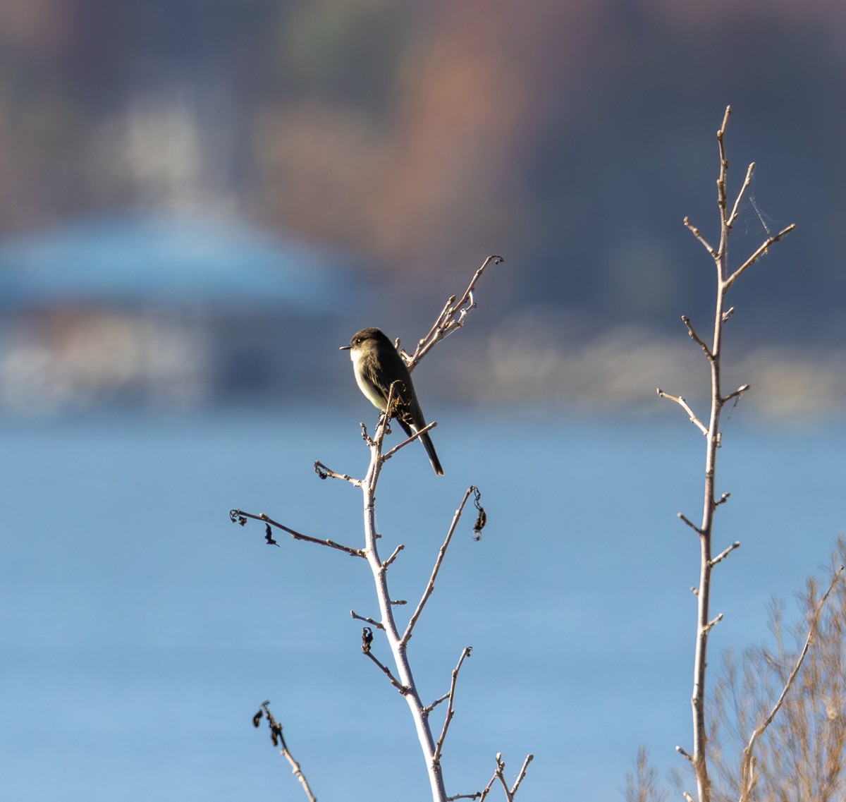 Eastern Phoebe - ML647213380