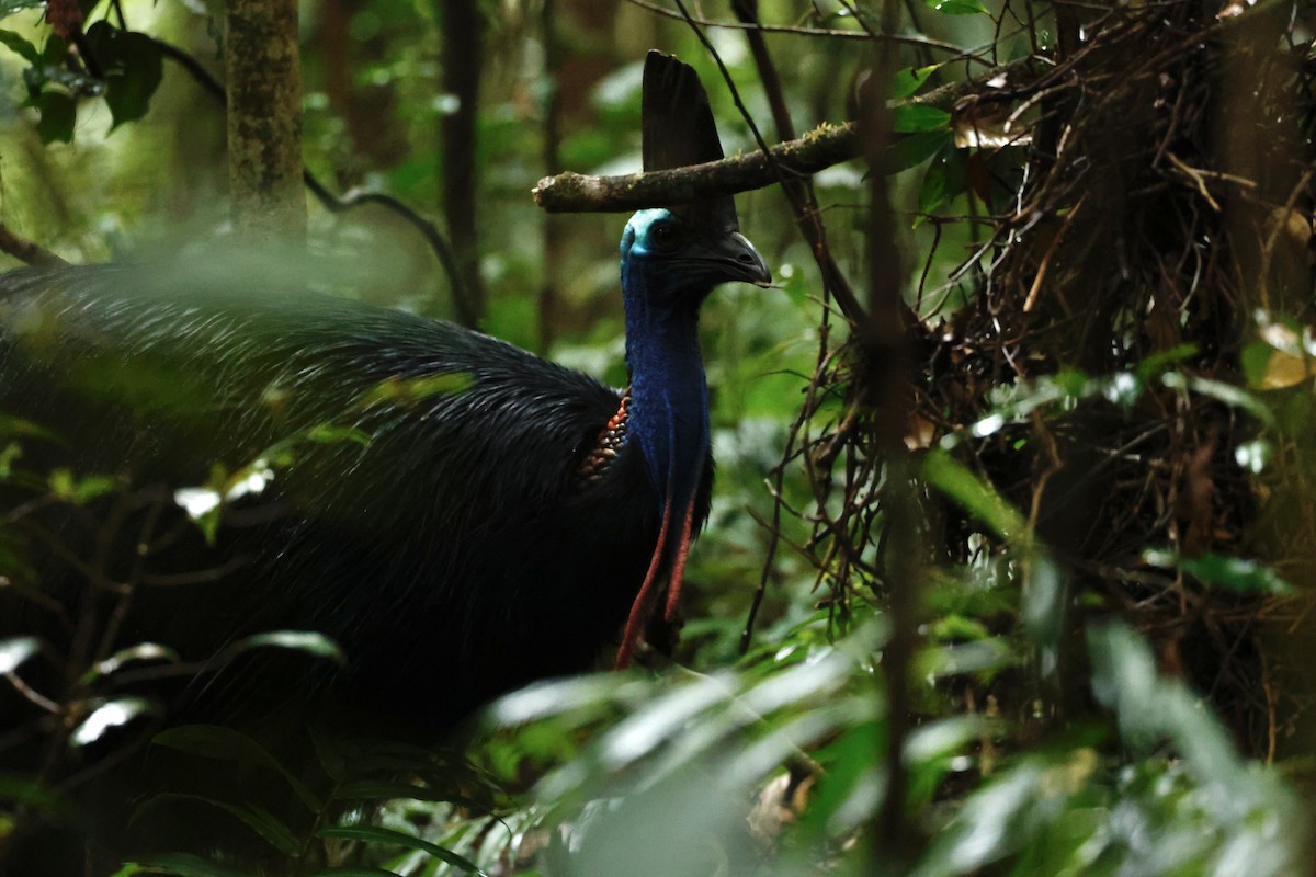 toflikkasuar - ML647213381