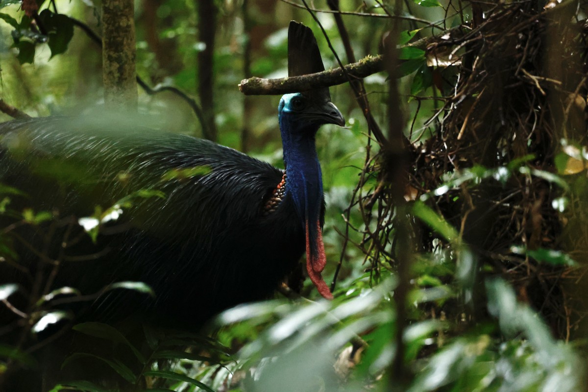 toflikkasuar - ML647213382