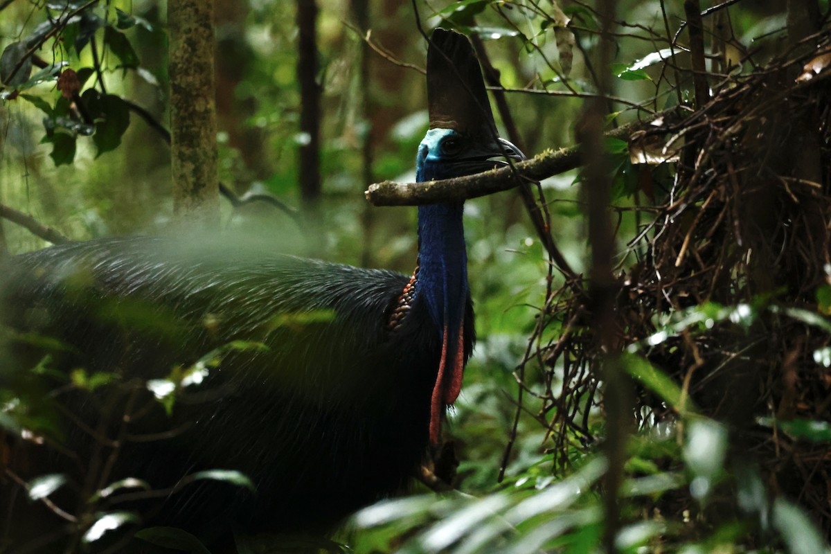 toflikkasuar - ML647213383