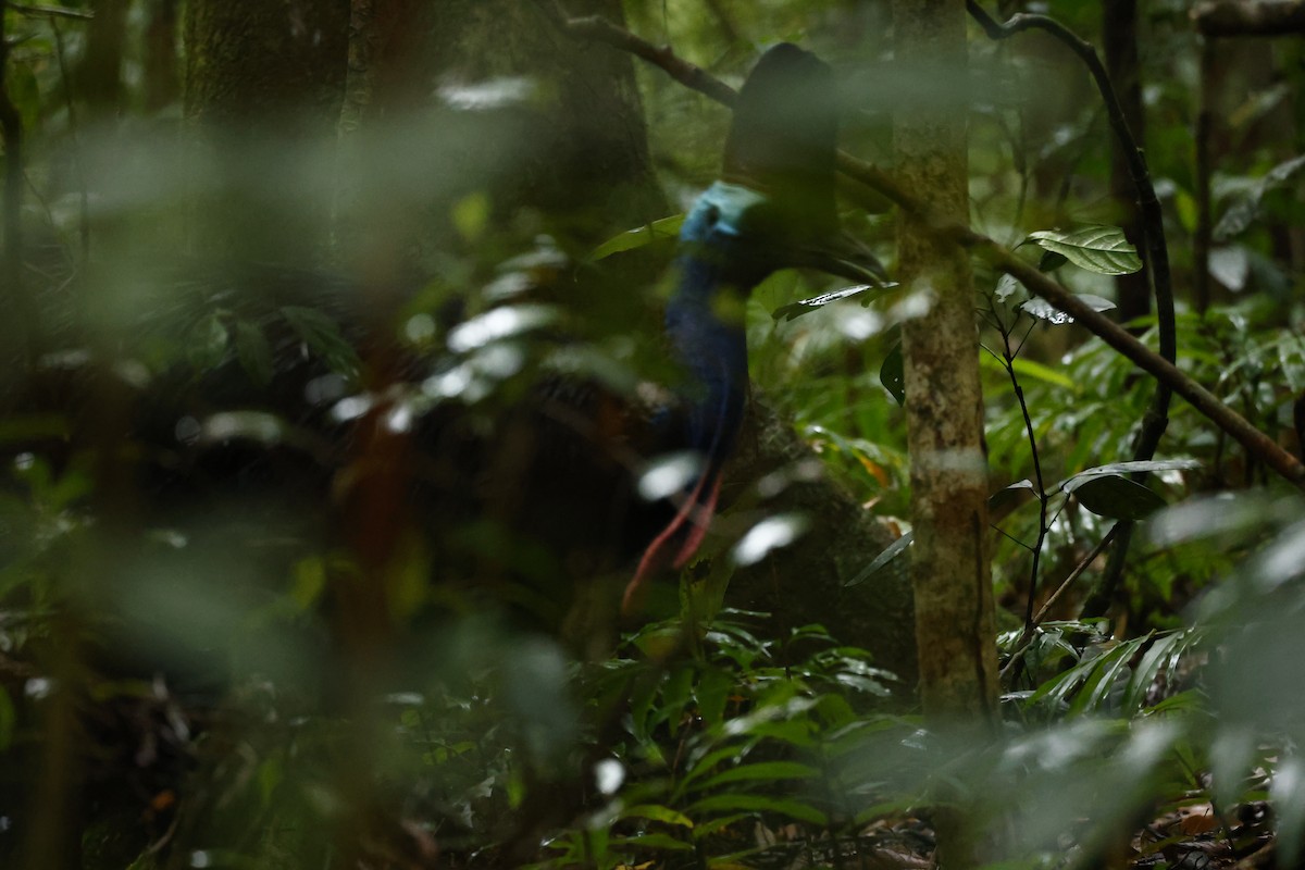 toflikkasuar - ML647213384