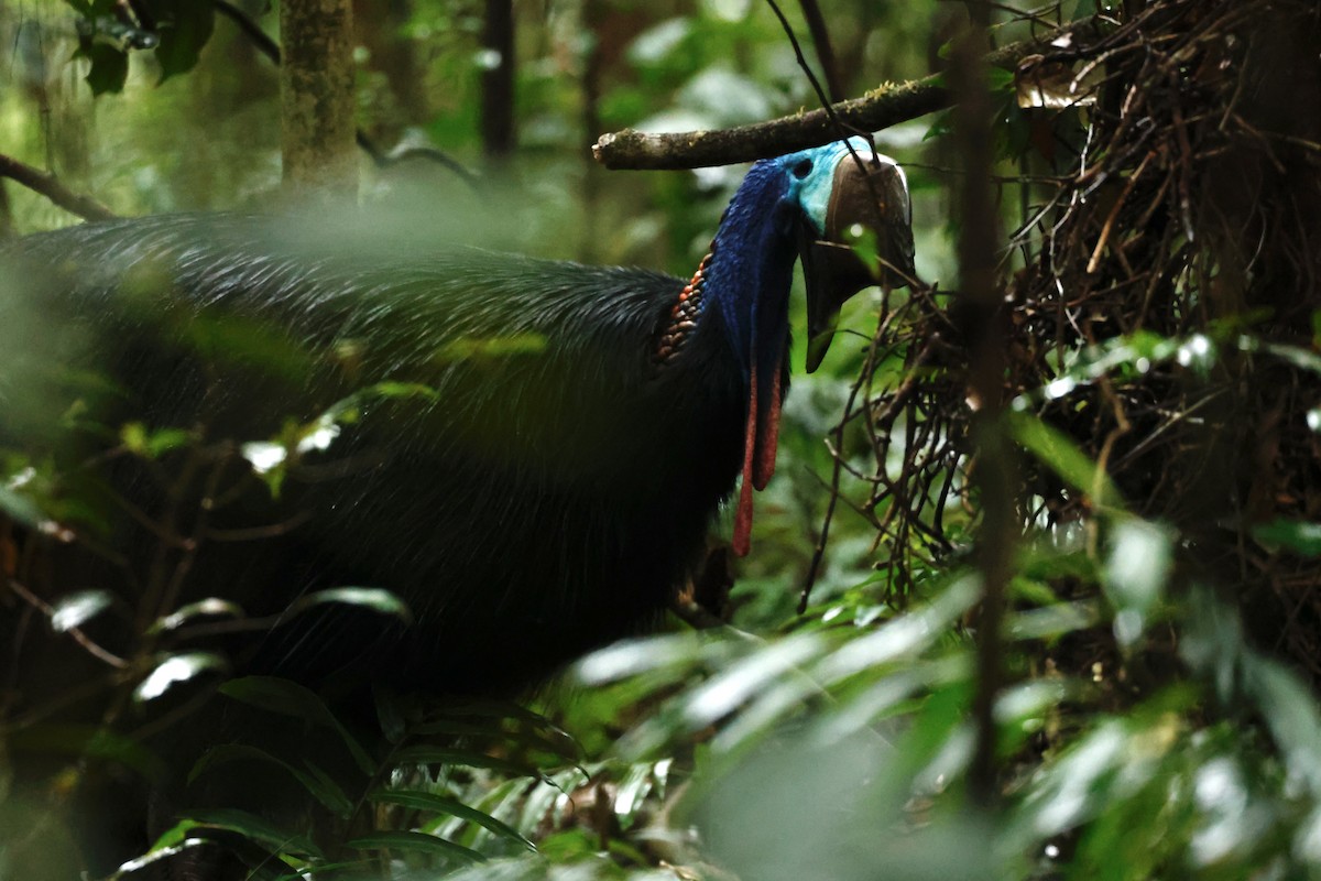 toflikkasuar - ML647213386