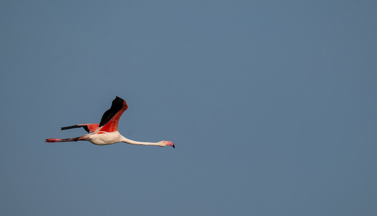 Flamenco Común - ML647213392