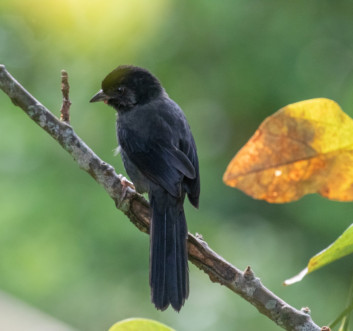 Yellow-thighed Brushfinch - ML647213397