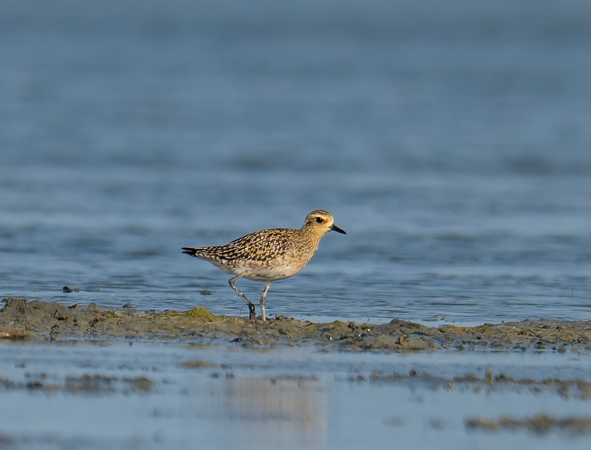 Chorlito Dorado Siberiano - ML647213400