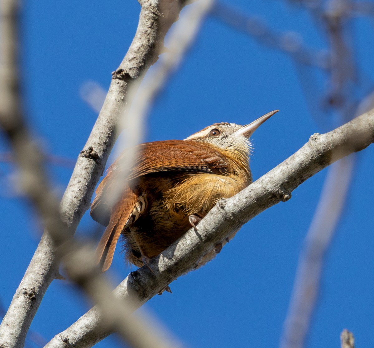 Carolina Wren - ML647213402