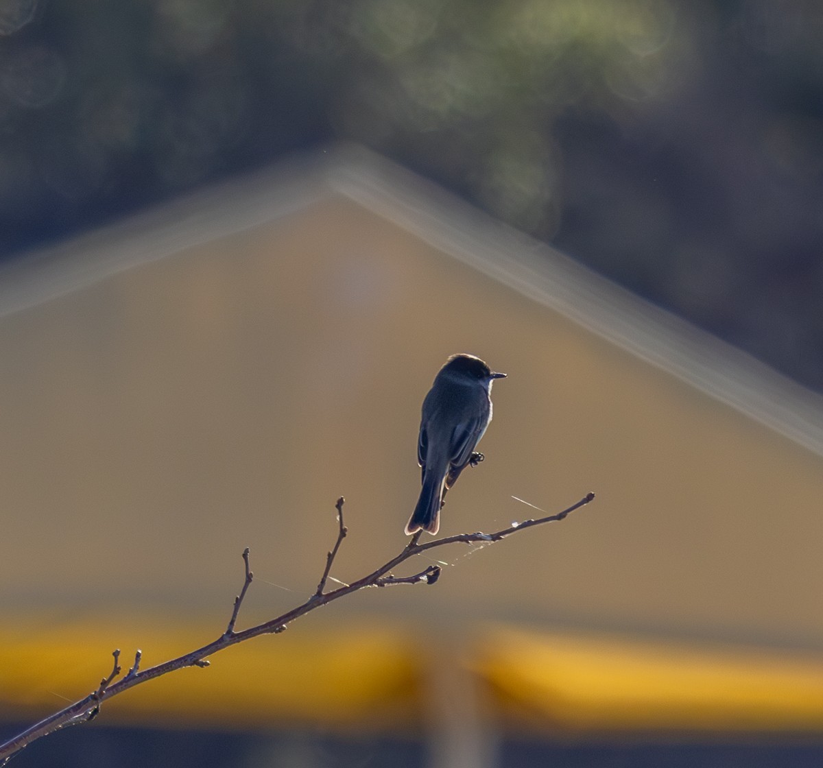 Eastern Phoebe - ML647213409