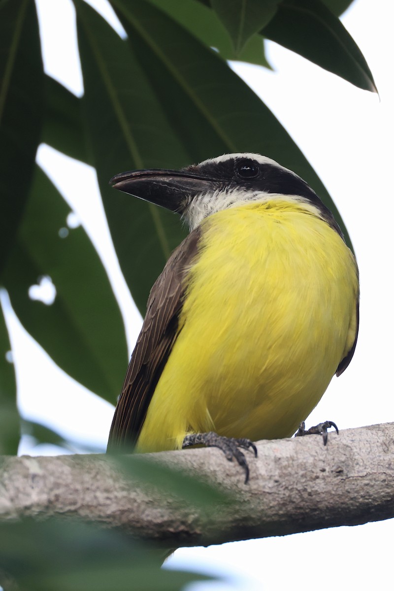 Boat-billed Flycatcher - ML647213410