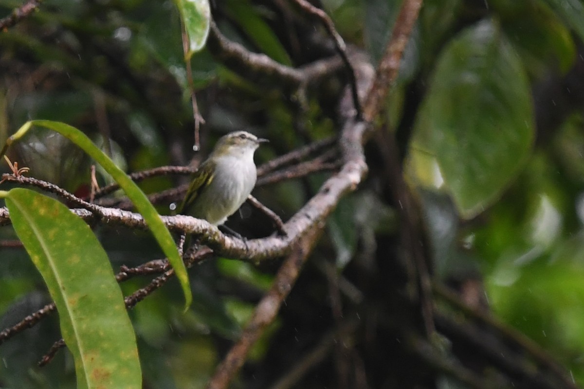Mistletoe Tyrannulet - ML647213411