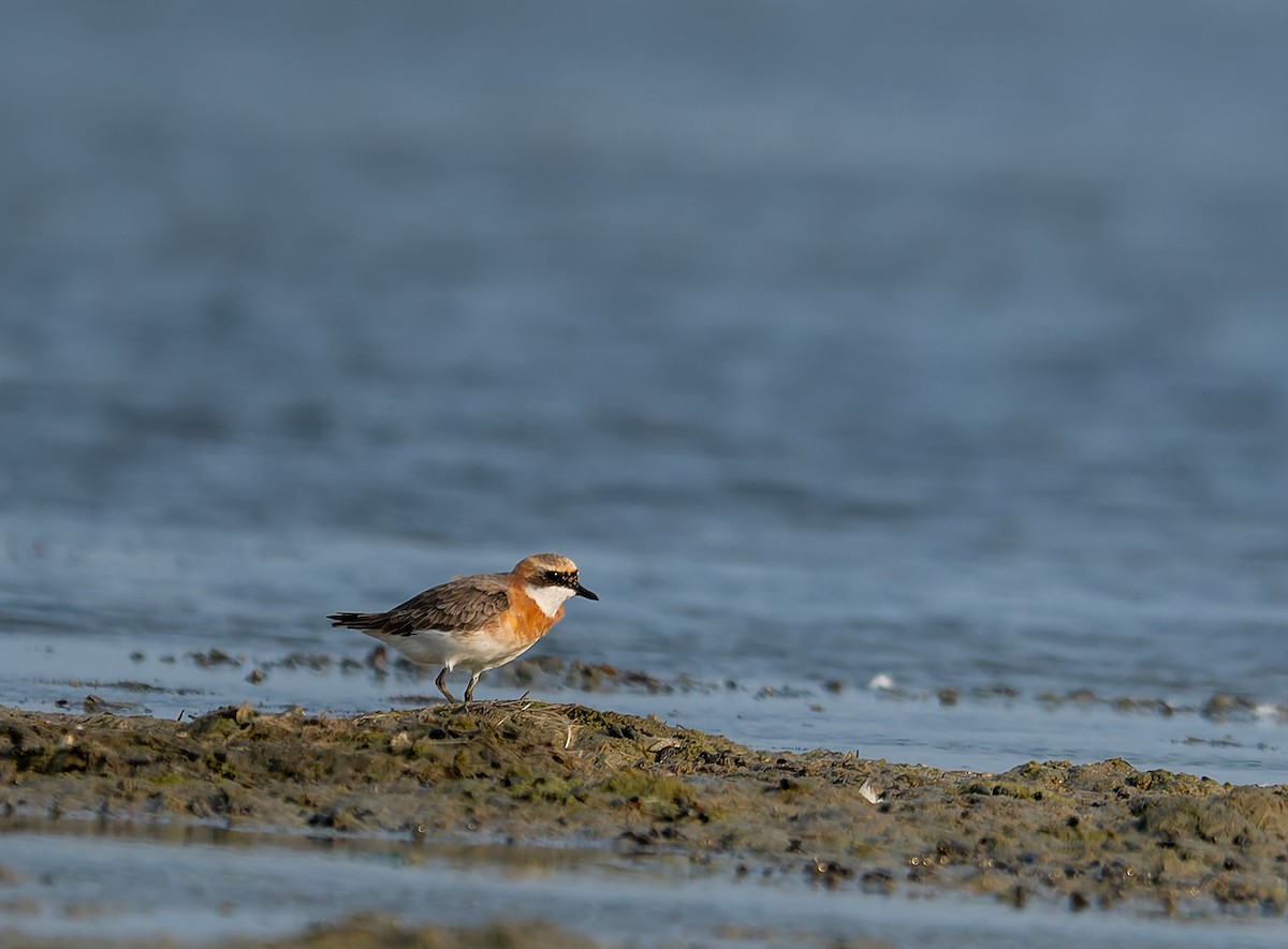 Tibet Cılıbıtı - ML647213413