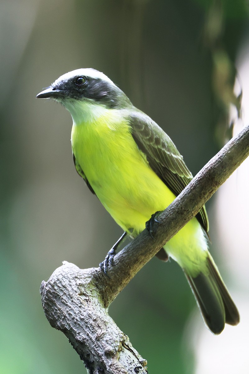 Tyran sociable - ML647213414