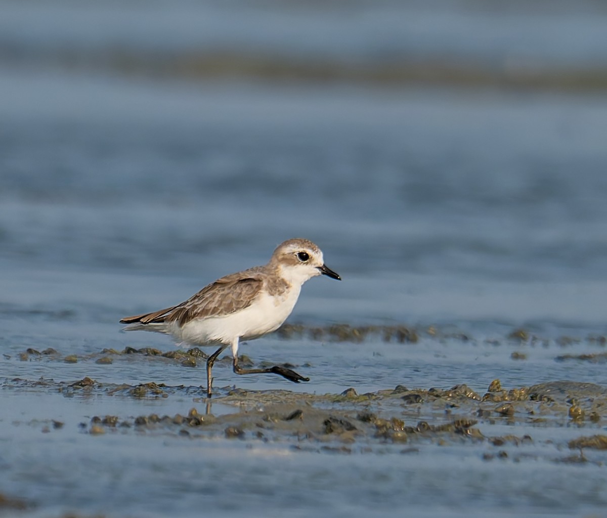 Tibet Cılıbıtı - ML647213421