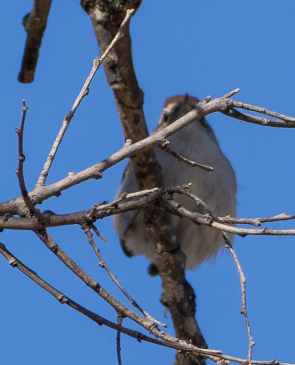 Bewick's Wren - ML647213423