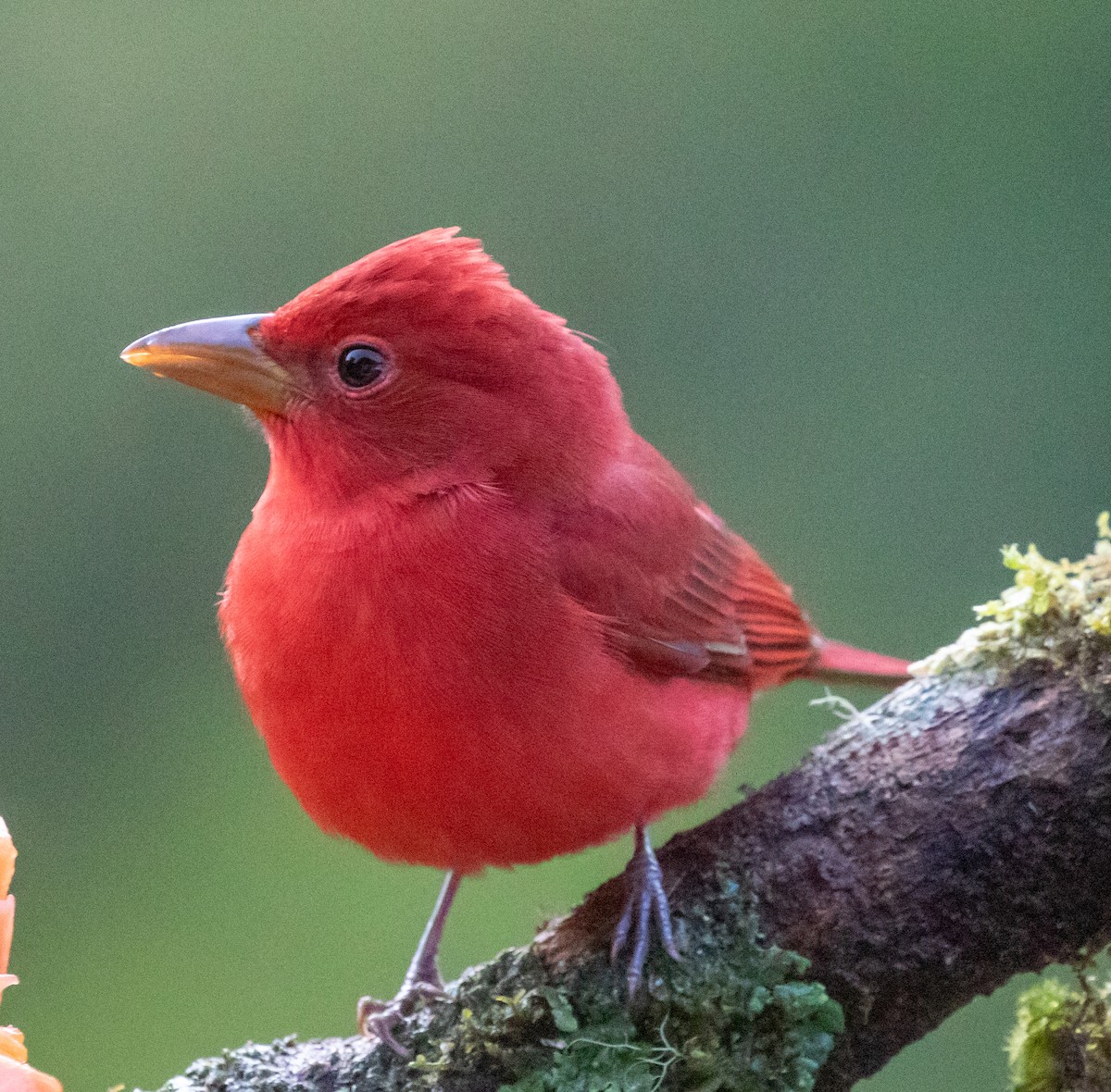 piranga ohnivá - ML647213424