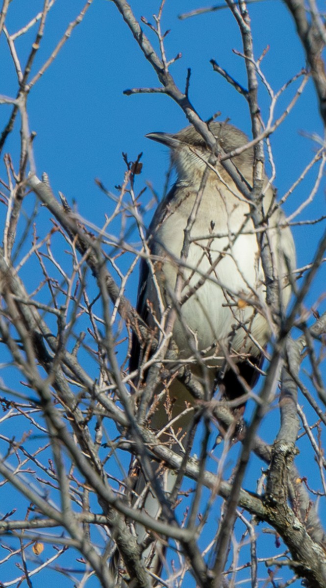 Northern Mockingbird - ML647213425