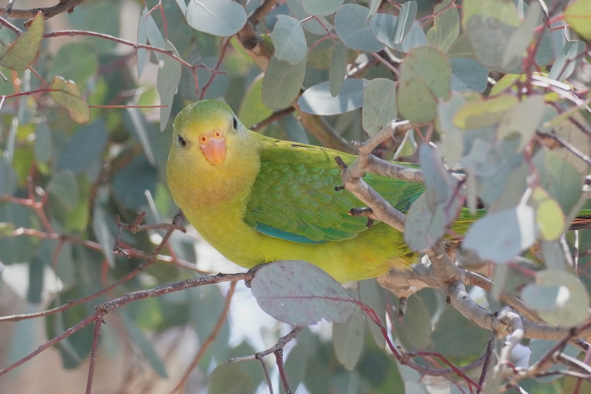 Superb Parrot - ML647213428