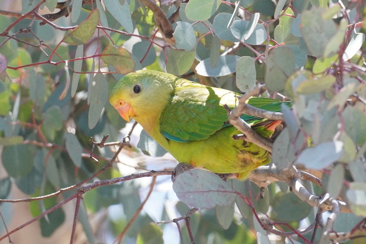 Superb Parrot - ML647213429