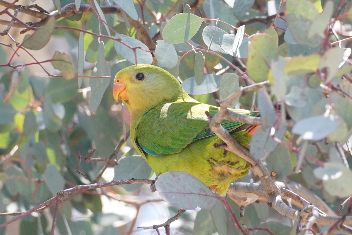 Superb Parrot - ML647213430