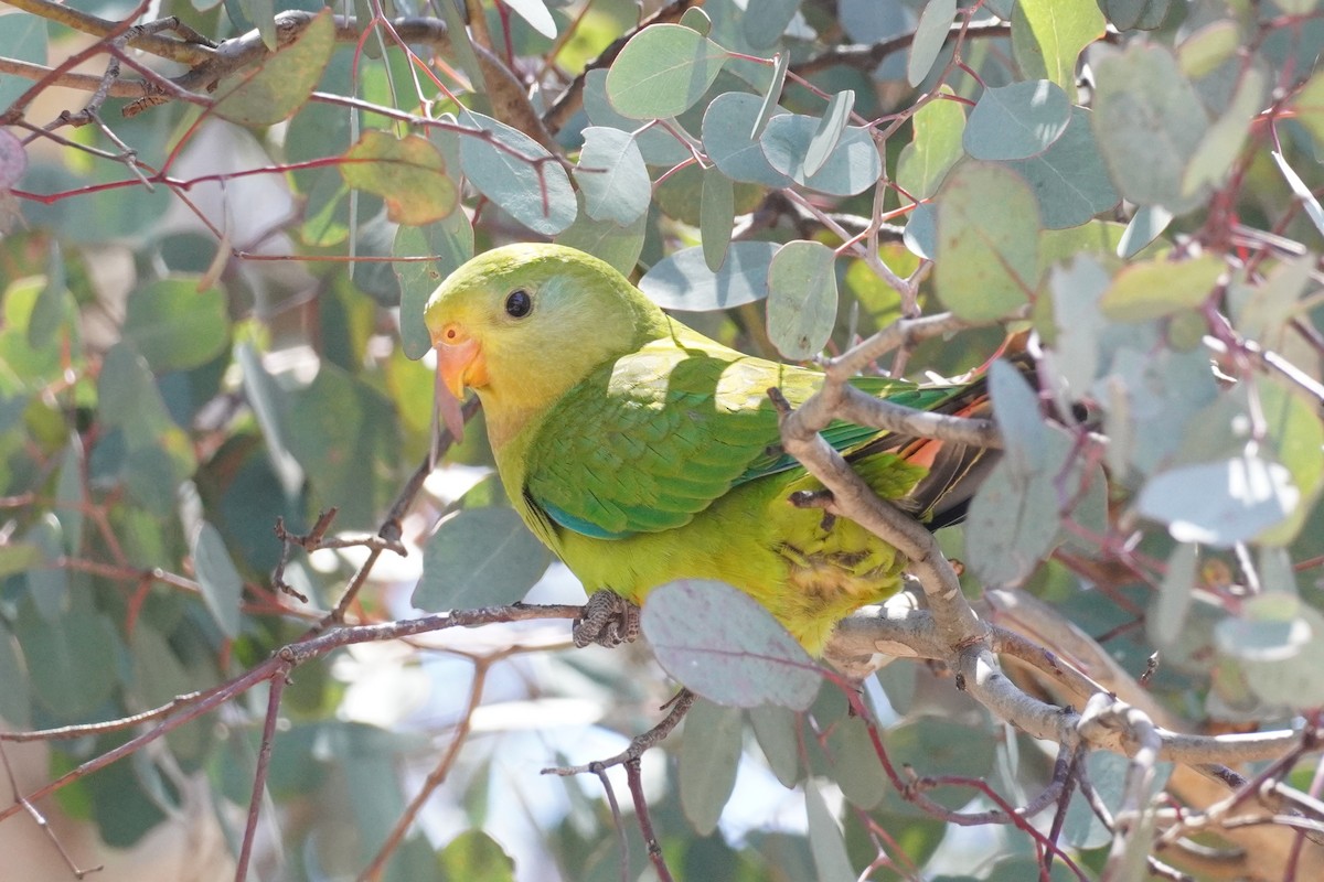 Superb Parrot - ML647213431