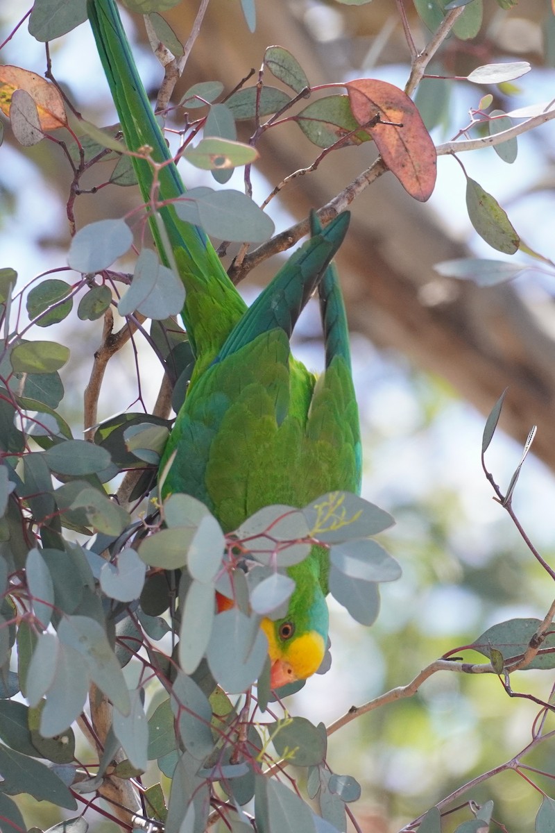 Superb Parrot - ML647213432