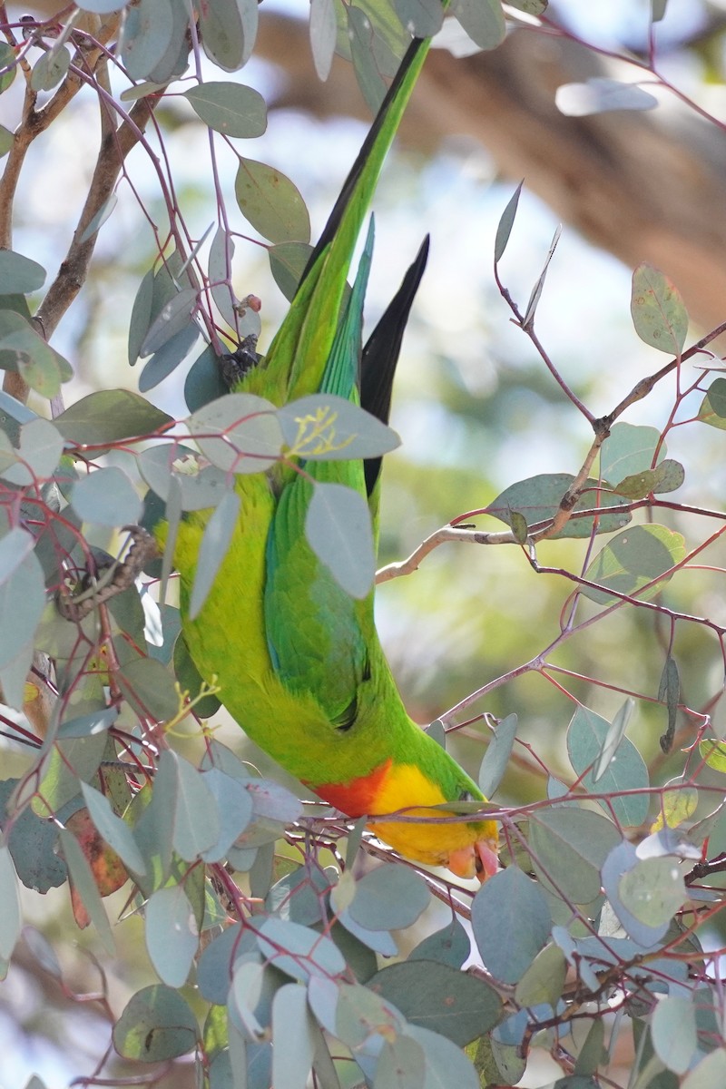 Superb Parrot - ML647213433