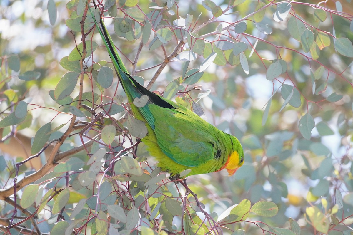 Superb Parrot - ML647213434