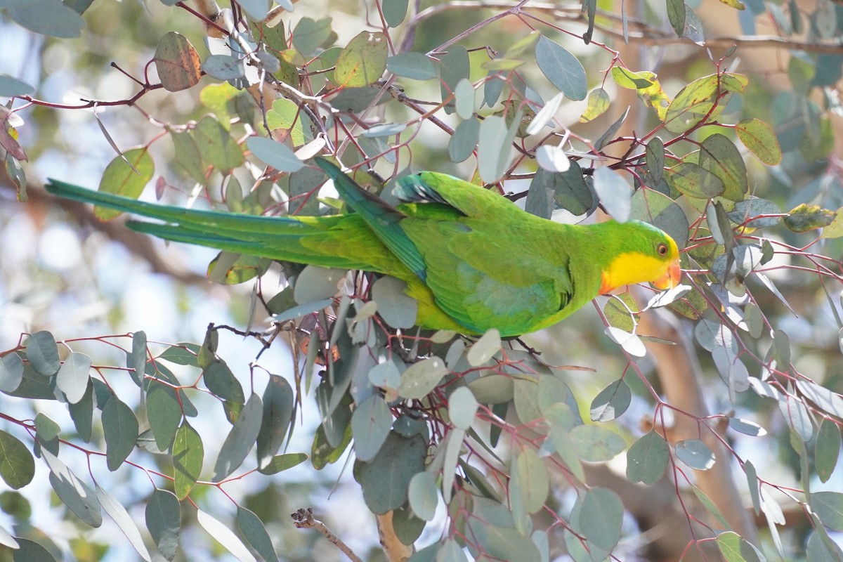 Superb Parrot - ML647213435