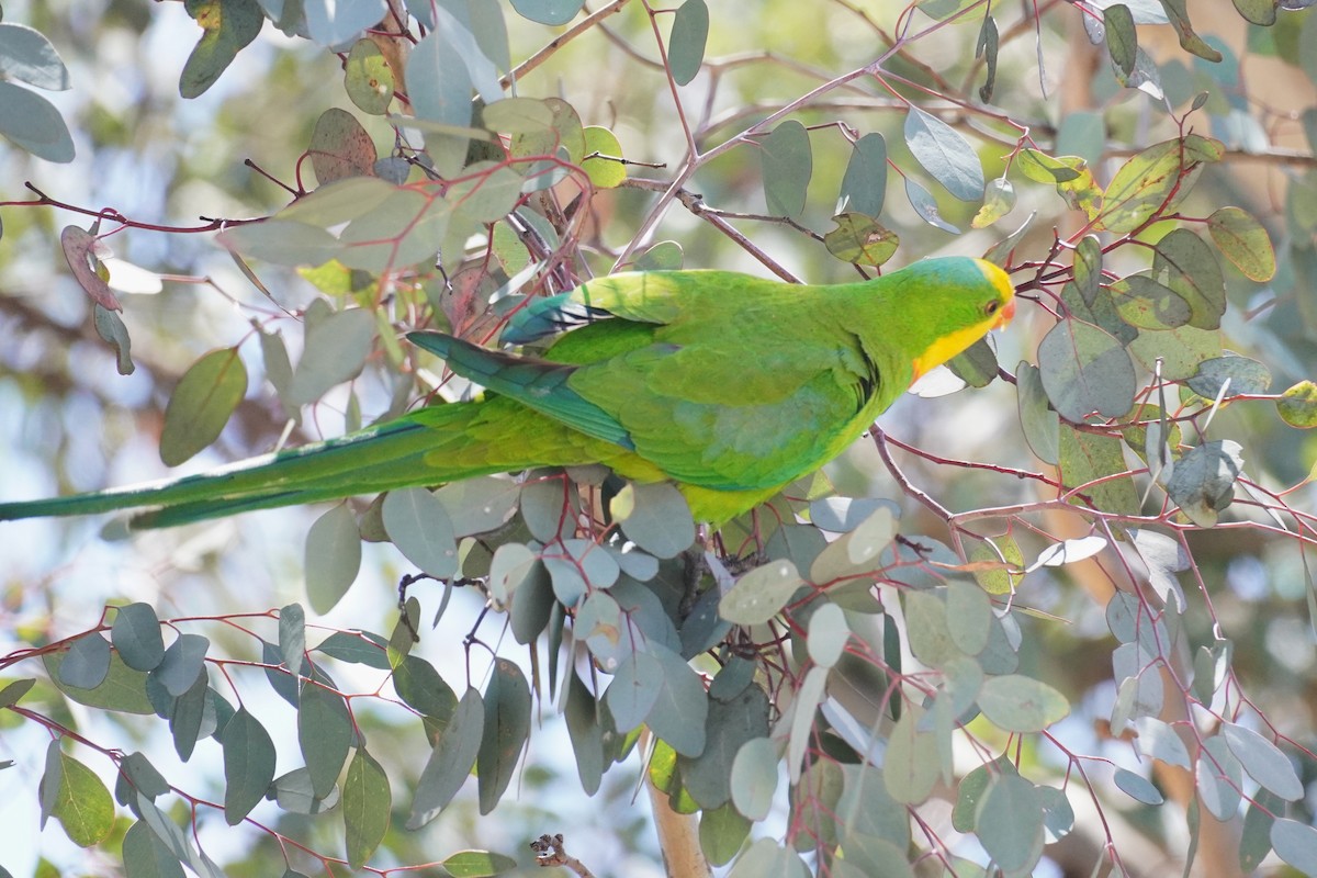 Superb Parrot - ML647213436