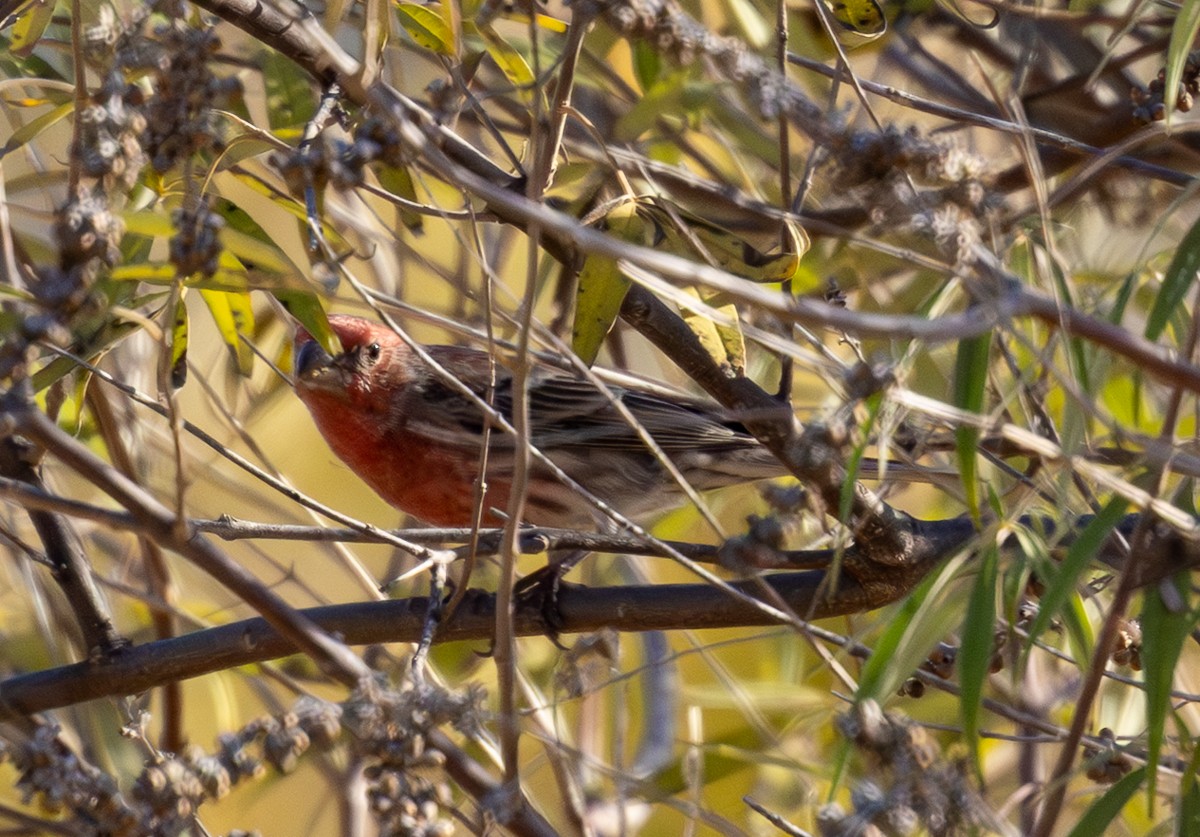 House Finch - ML647213441