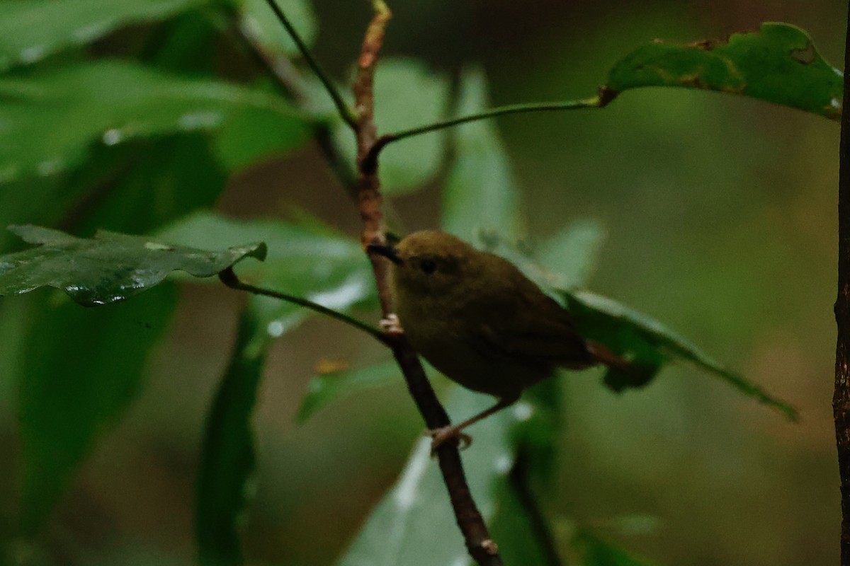 athertonkrattsmett - ML647213445