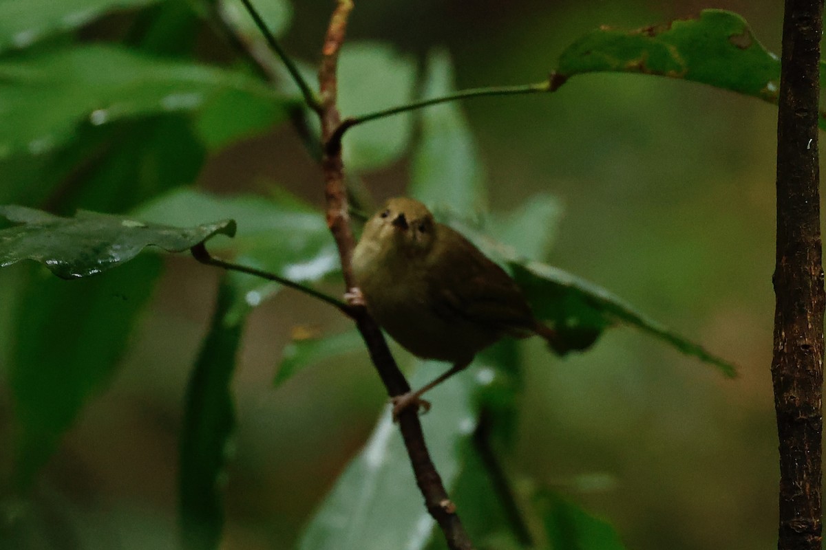 athertonkrattsmett - ML647213446