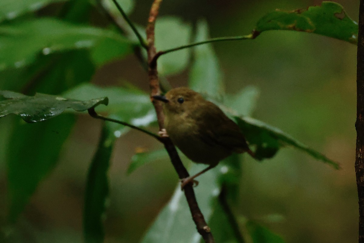 athertonkrattsmett - ML647213447