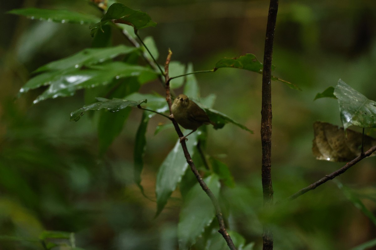 athertonkrattsmett - ML647213448