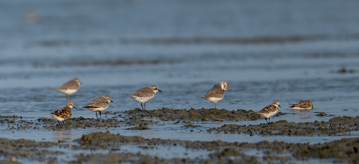 Little Stint - ML647213452