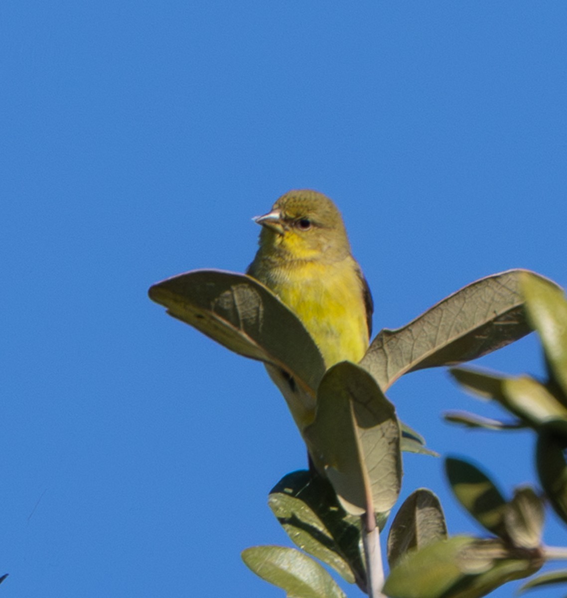Lesser Goldfinch - ML647213454