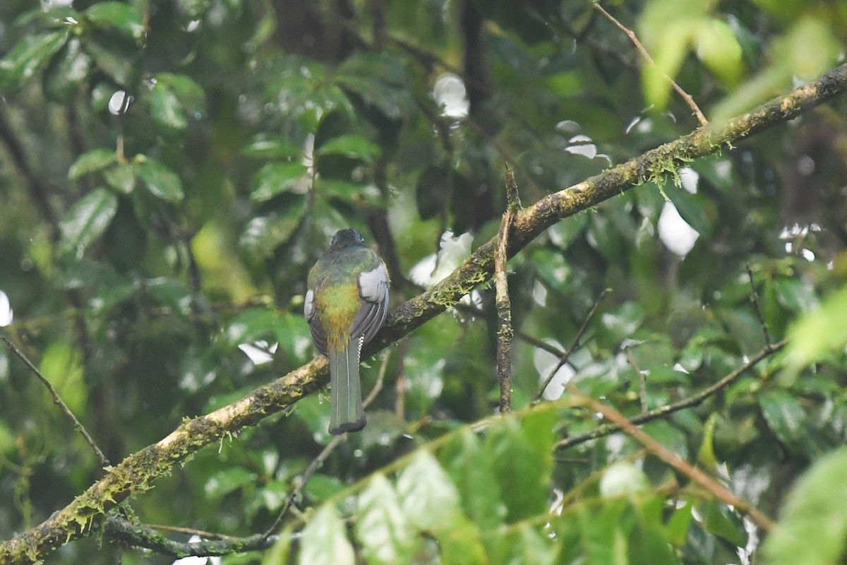 Graceful Black-throated Trogon - ML647213478