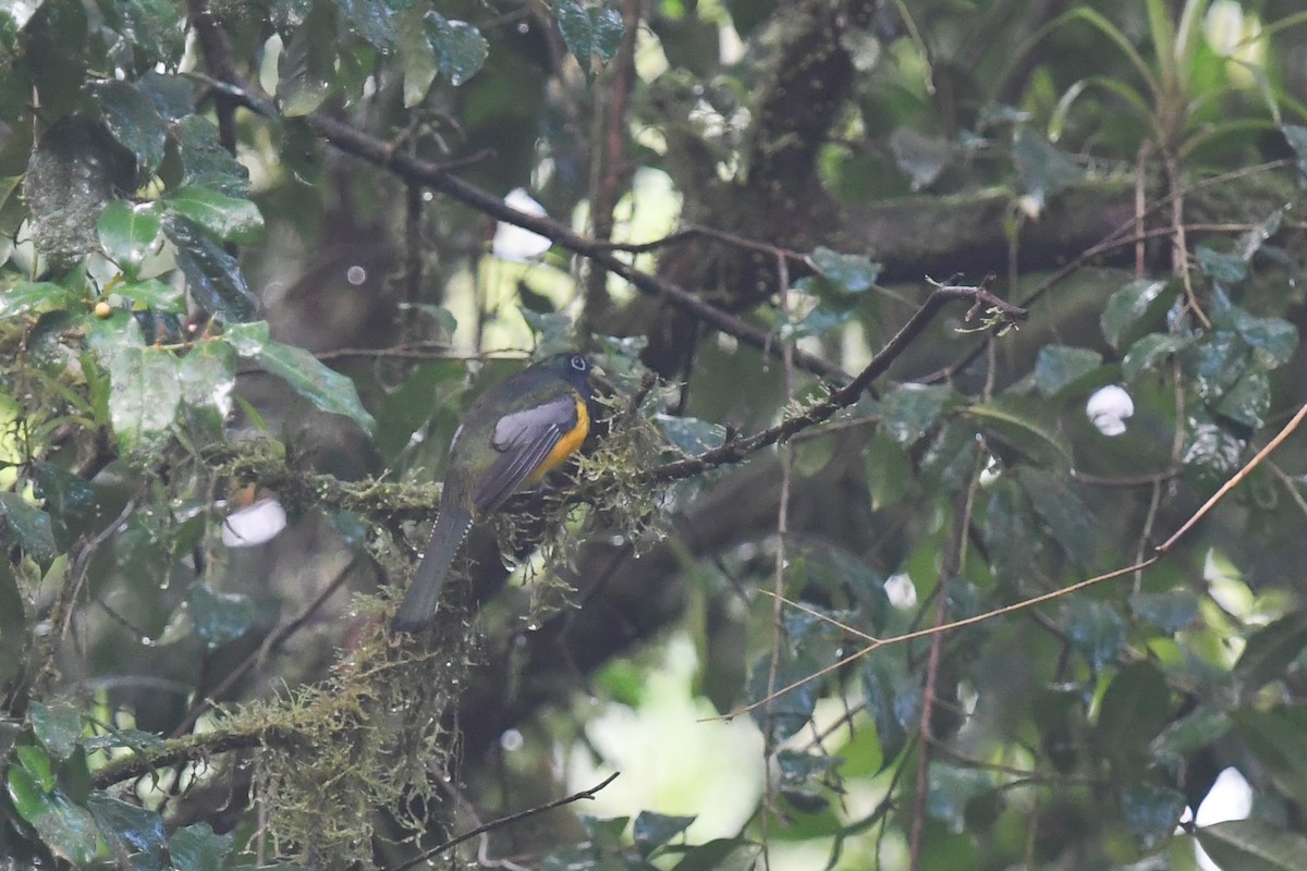 Graceful Black-throated Trogon - ML647213479