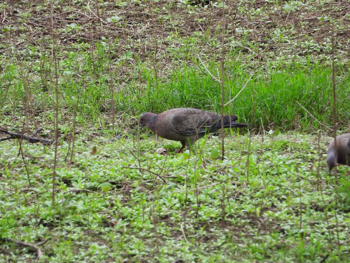 アカメバト - ML647213484