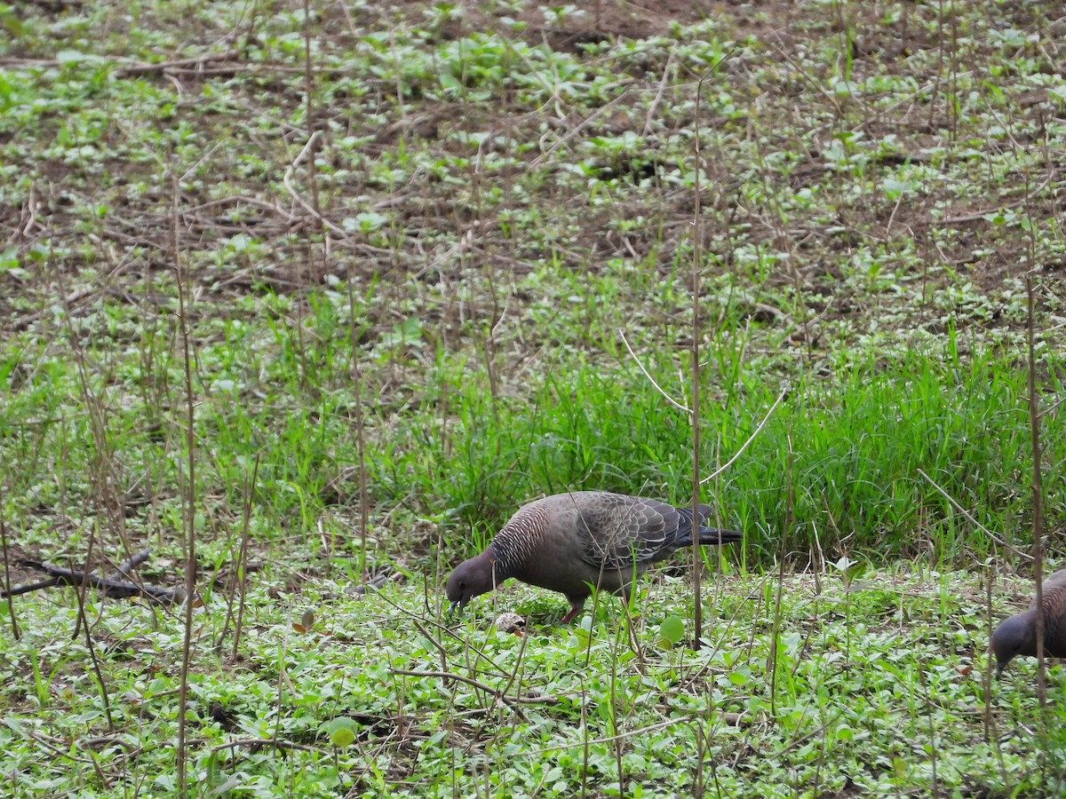 アカメバト - ML647213485