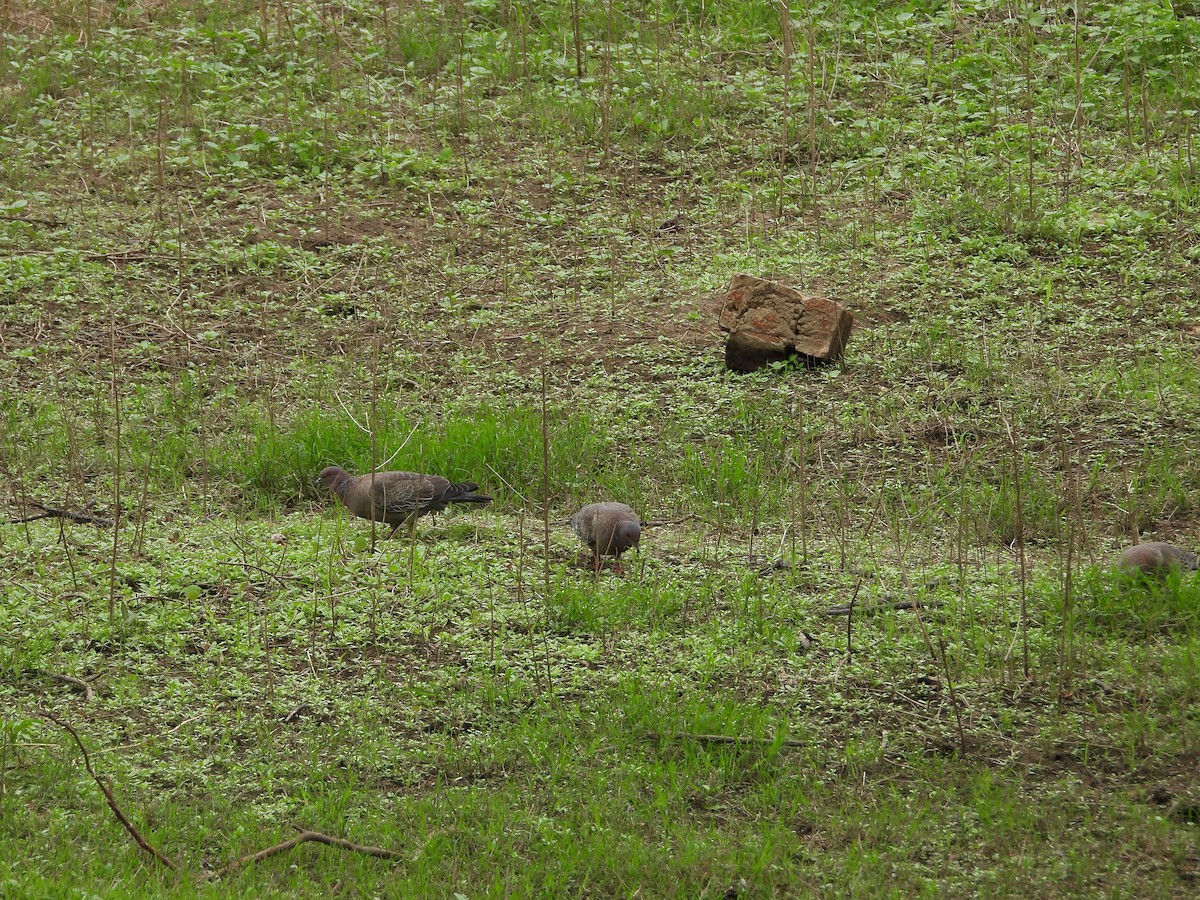 アカメバト - ML647213486