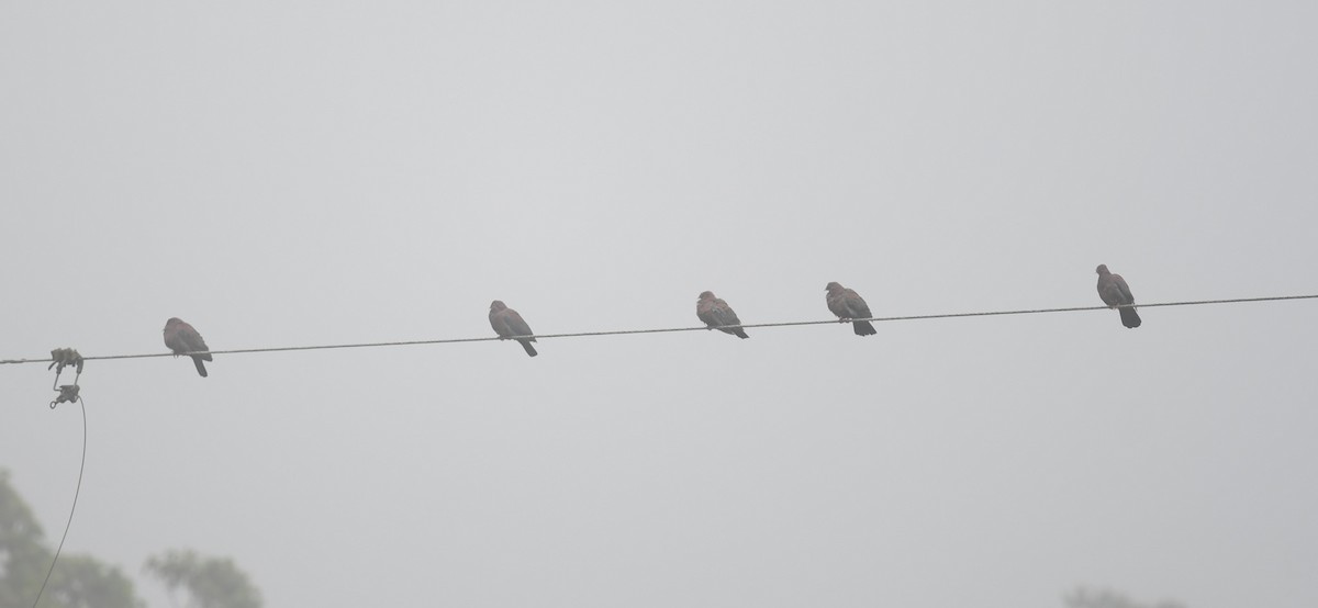 Red-billed Pigeon - ML647213487
