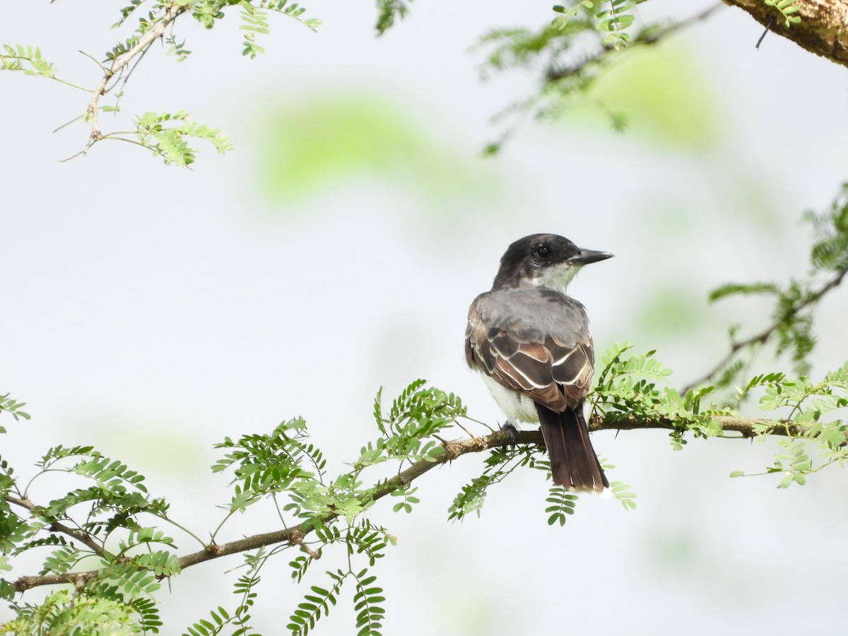 tyran obecný - ML647213494