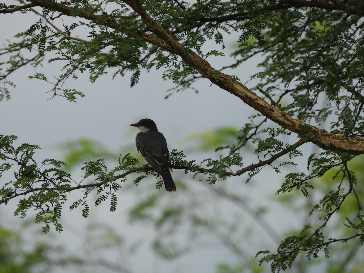 tyran obecný - ML647213495